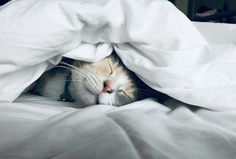 Sleep, Stress & the Healing Nervous System